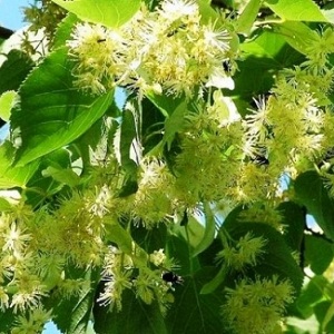 Опилки липовые оптом в Твери от завода-производителя Лигнум Ресурс